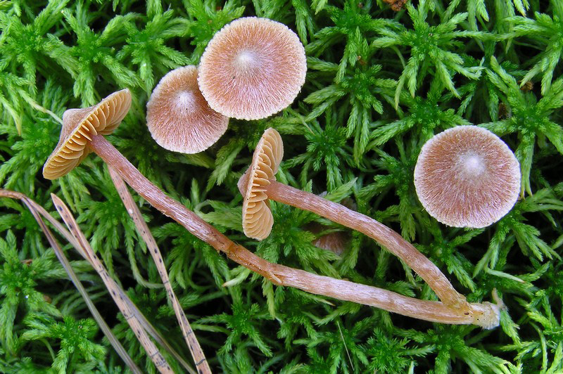 Cortinarius acutus